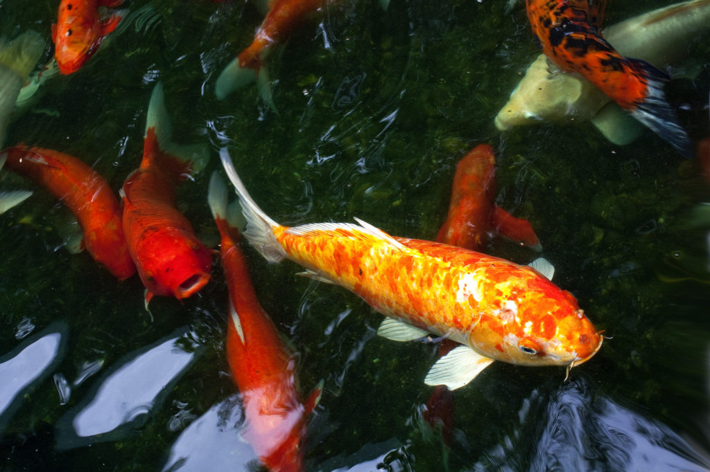 Fancy Carp or Koi Fish in pond